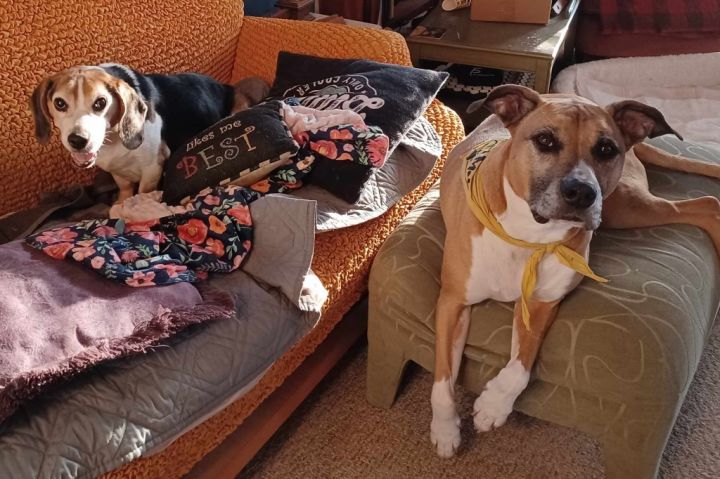 Abu (bonded pair) / Scout (bonded pair) 5