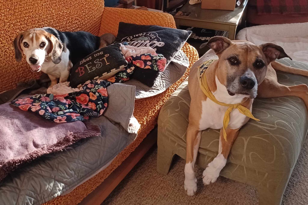 Abu (bonded pair) / Scout (bonded pair)