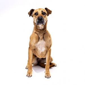 Amira, Adult Female Shepherd