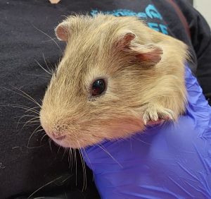 Pikes Peak Purple, Adult Male Guinea Pig