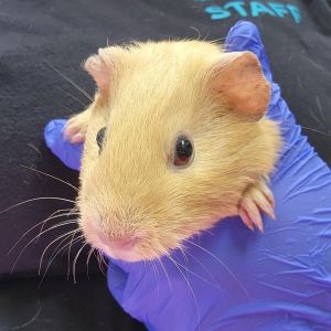 A-Maize-Ing Iowa, Adult Male Guinea Pig