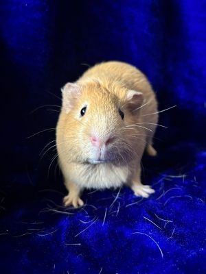 Sacra-Mint-O, Adult Male Guinea Pig