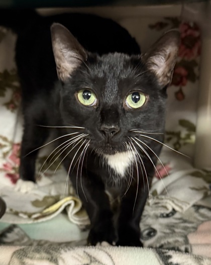 Mowgli
