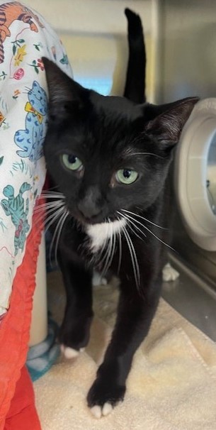 Mowgli