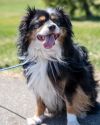 Duke