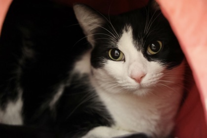 Miss Kitty