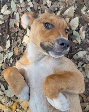 Ace, Young Male Mixed Breed