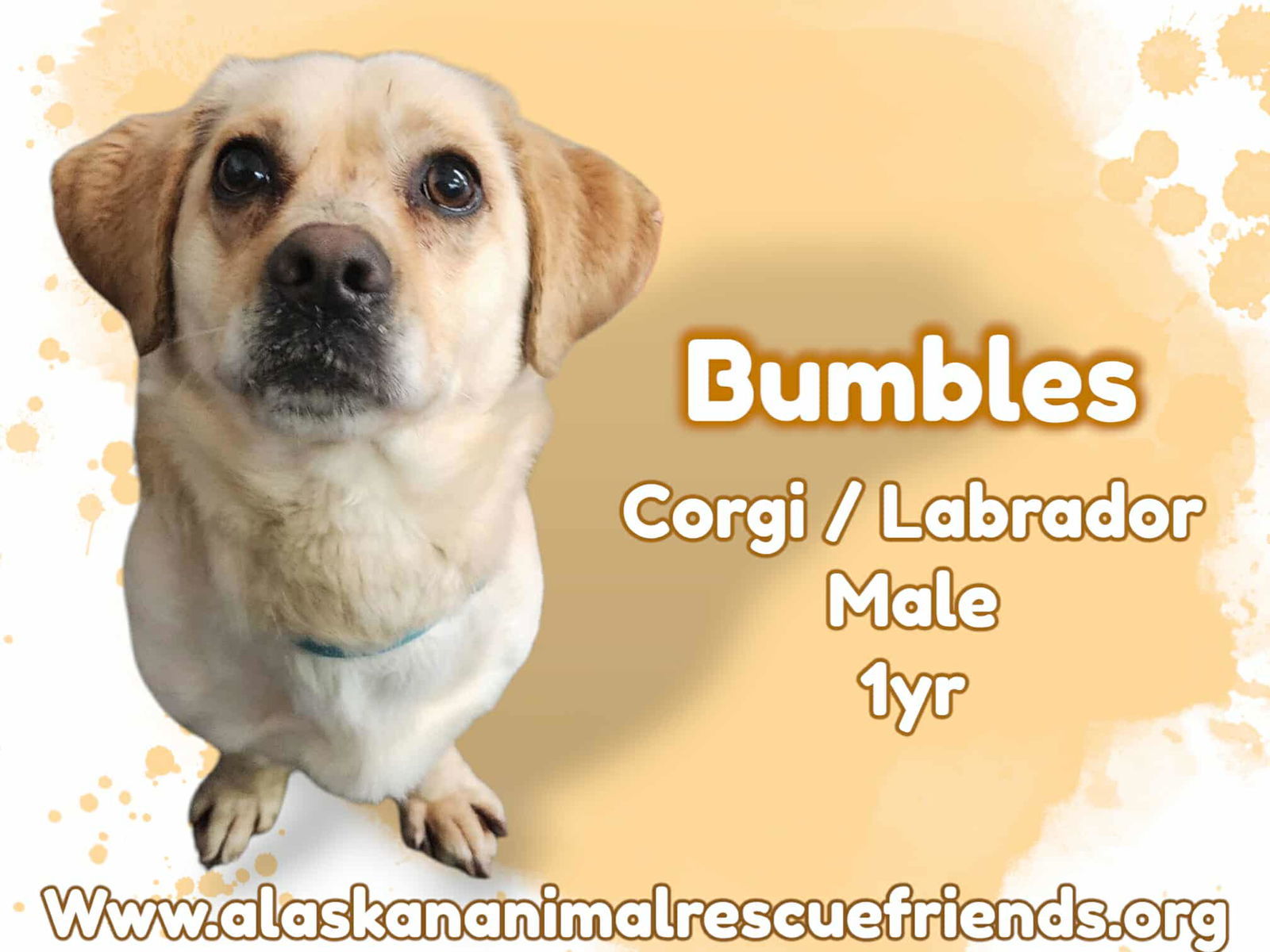 Bumbles, an adoptable Corgi, Labrador Retriever in Anchorage, AK, 99503 | Photo Image 1