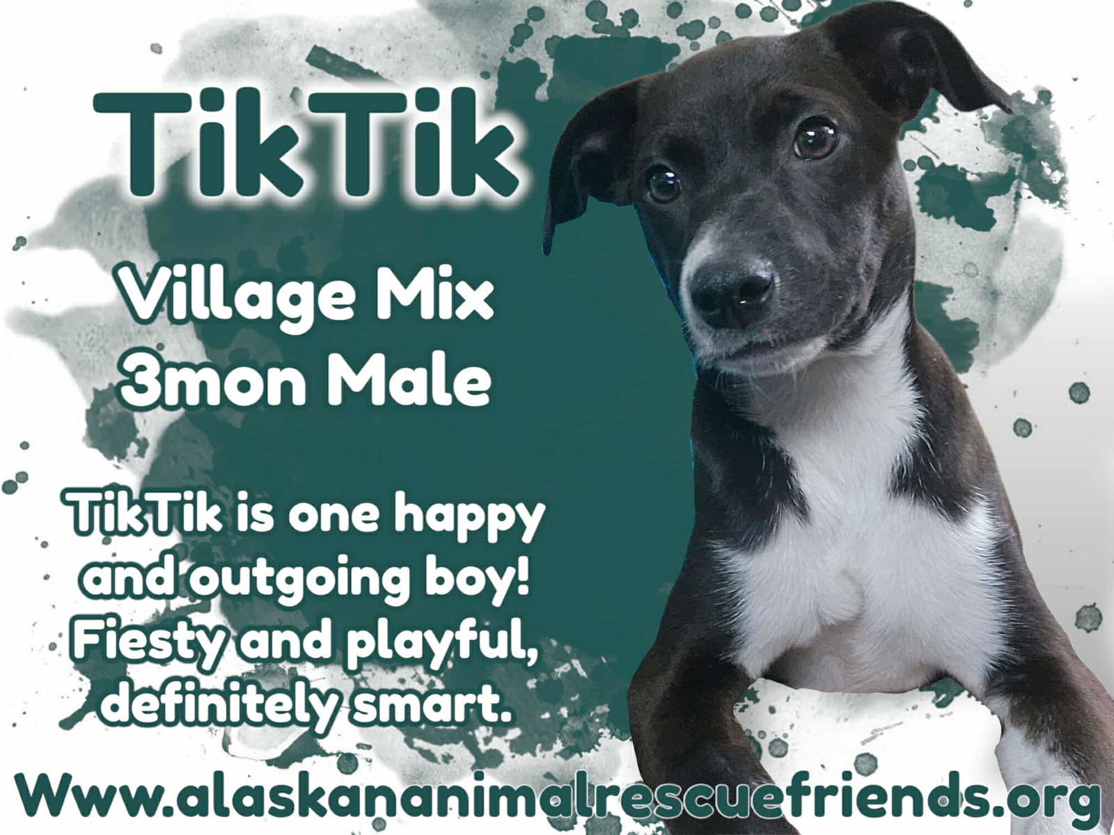 TikTik, an adoptable Australian Shepherd, Labrador Retriever in Anchorage, AK, 99503 | Photo Image 1
