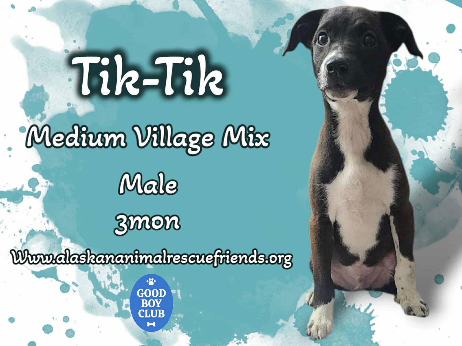 TikTik, an adoptable Australian Shepherd, Labrador Retriever in Anchorage, AK, 99503 | Photo Image 2