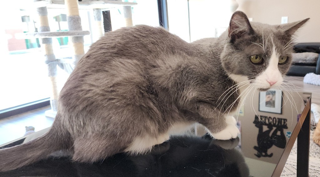 Becca, an adoptable Domestic Short Hair in Las Vegas, NV, 89130 | Photo Image 2