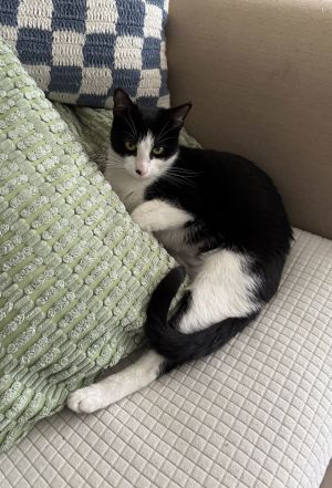 Poppy, Young Female unknown