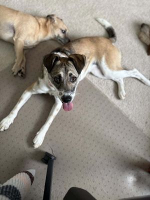 Reaves, Young Female Terrier