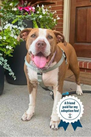 Maggy, Adult Female Mixed Breed