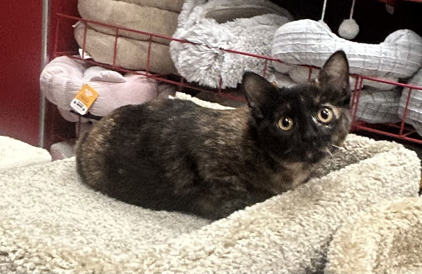 Marcella