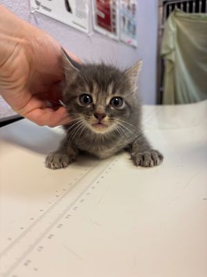 Patty, Baby Female Domestic Short Hair