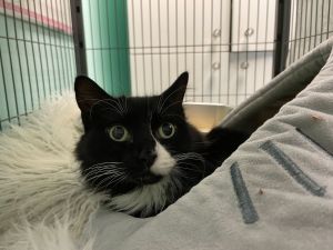 For more information about our adoptable cats please visit httpswwwwholecatandkaboodlecomadop