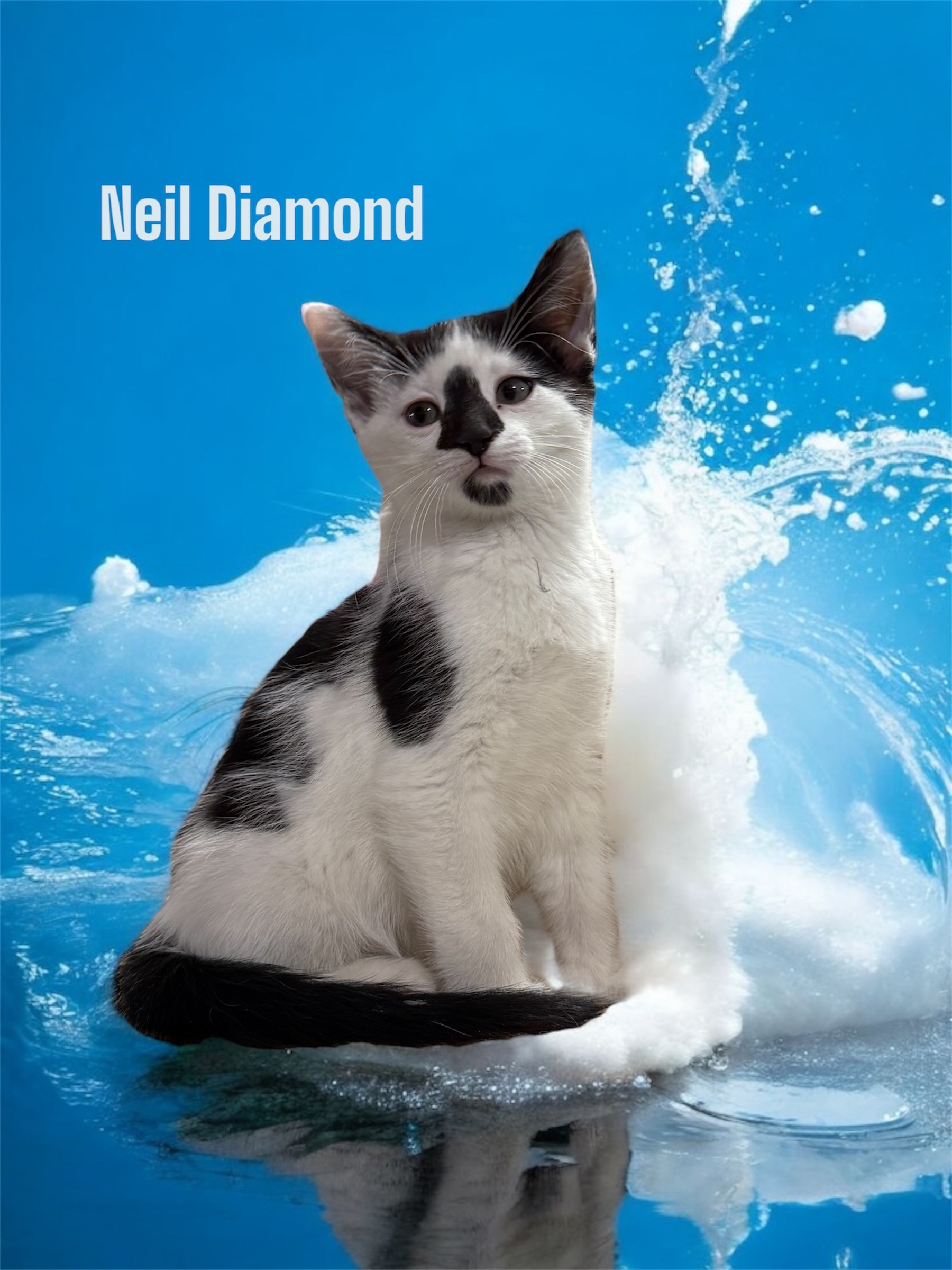 Neal Diamond