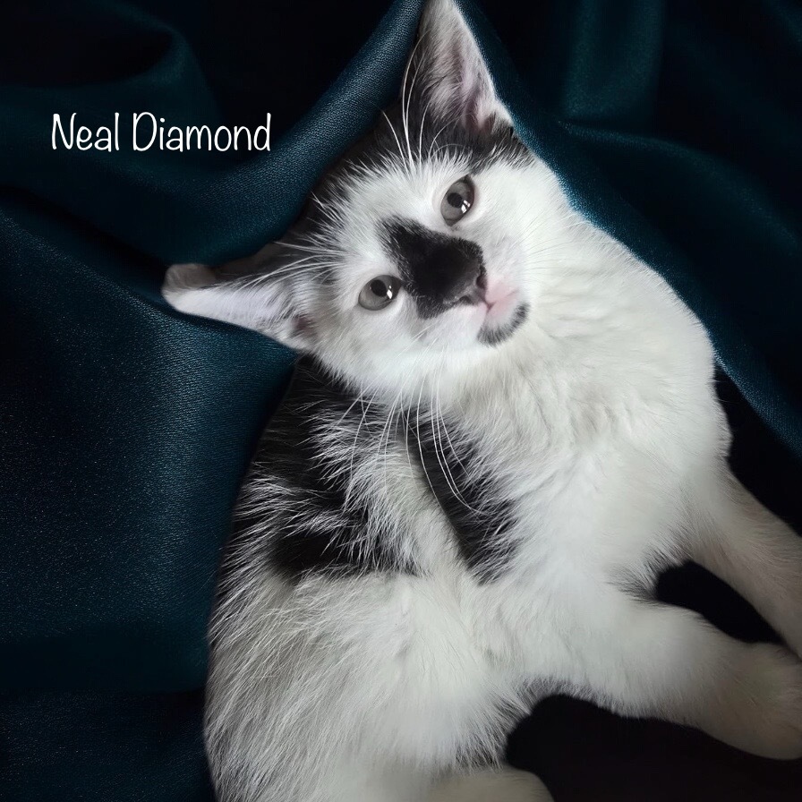 Neal Diamond