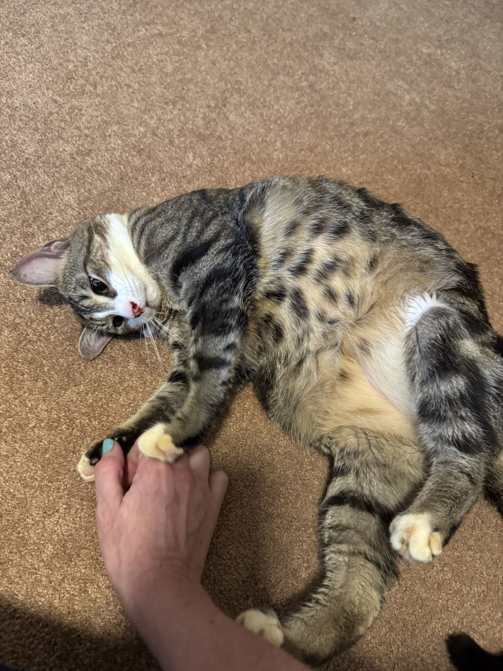 Tom