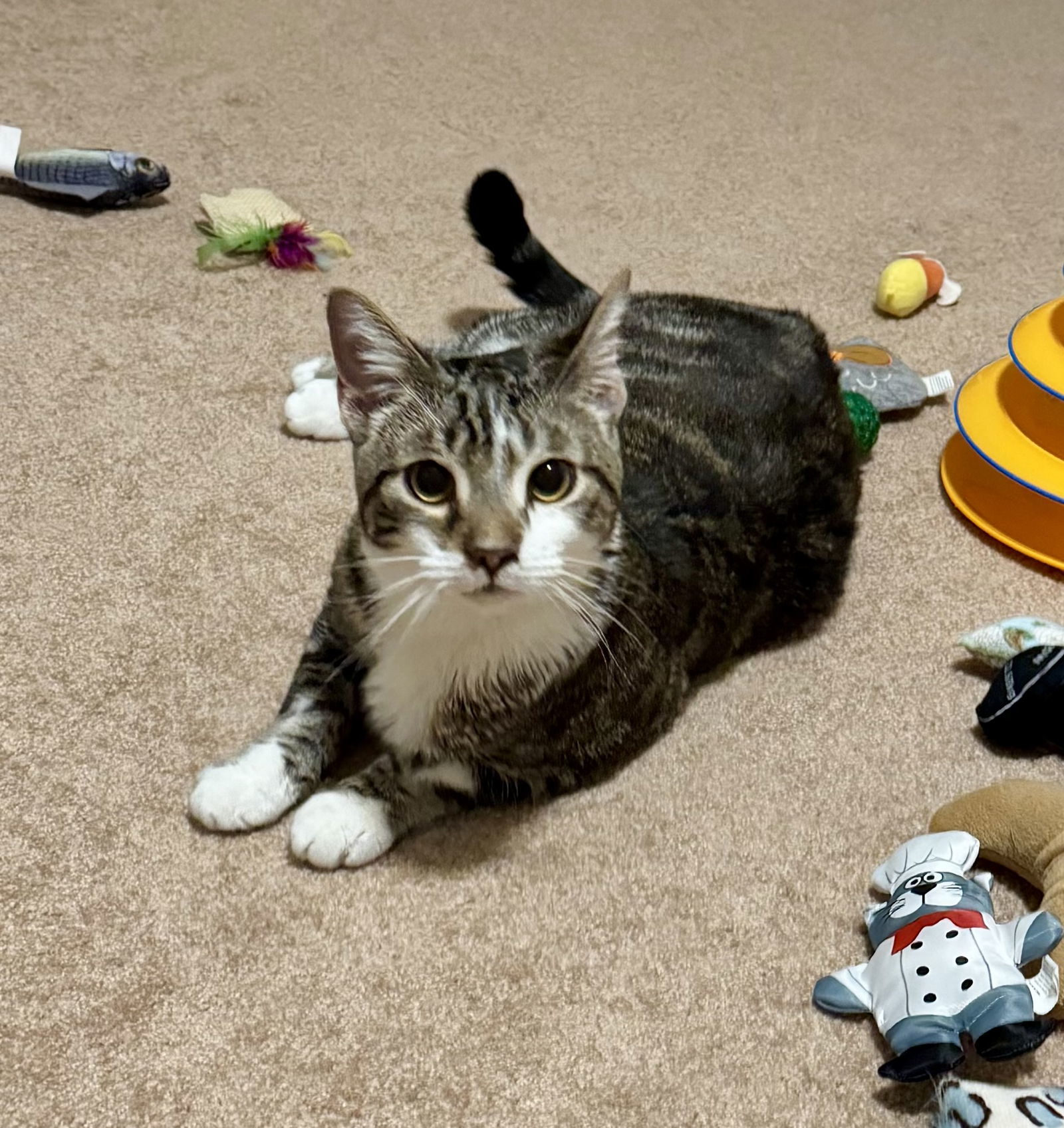 Bob