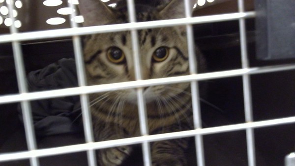 Fiyero