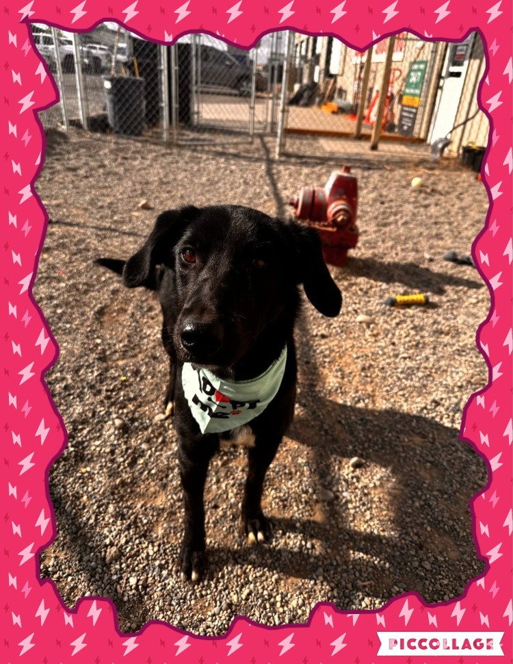 Ella, an adoptable Labrador Retriever, Border Collie in Jerome, ID, 83338 | Photo Image 1