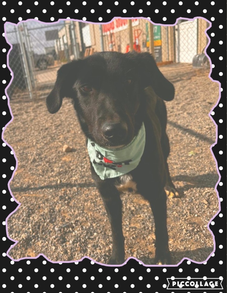 Ella, an adoptable Labrador Retriever, Border Collie in Jerome, ID, 83338 | Photo Image 4