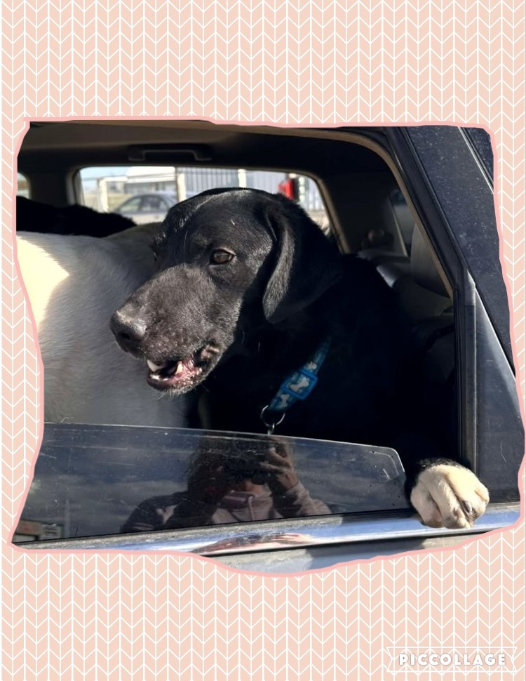 Ella, an adoptable Labrador Retriever, Border Collie in Jerome, ID, 83338 | Photo Image 6