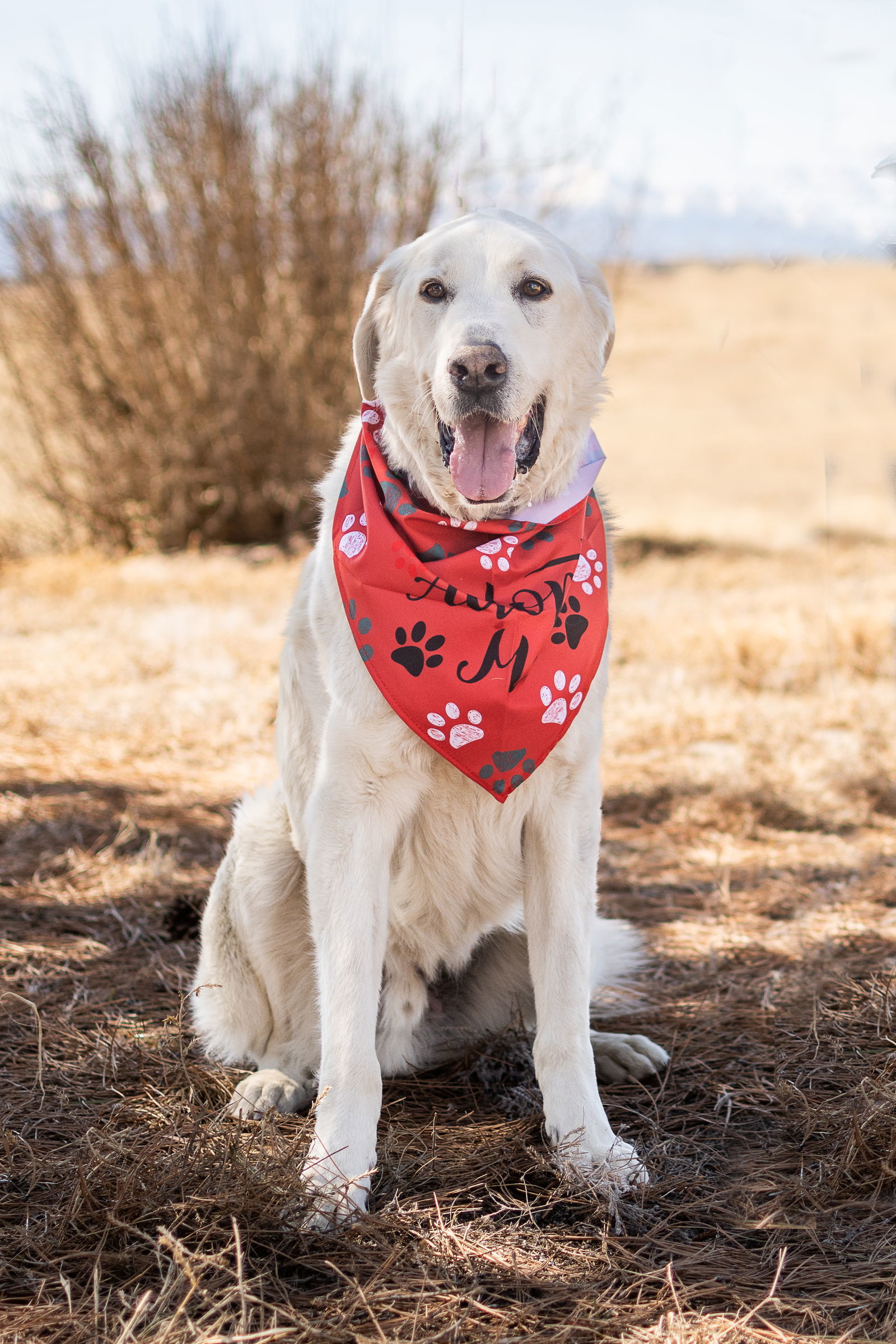 ODIE, an adoptable Akbash, Great Pyrenees in Peyton, CO, 80831 | Photo Image 1