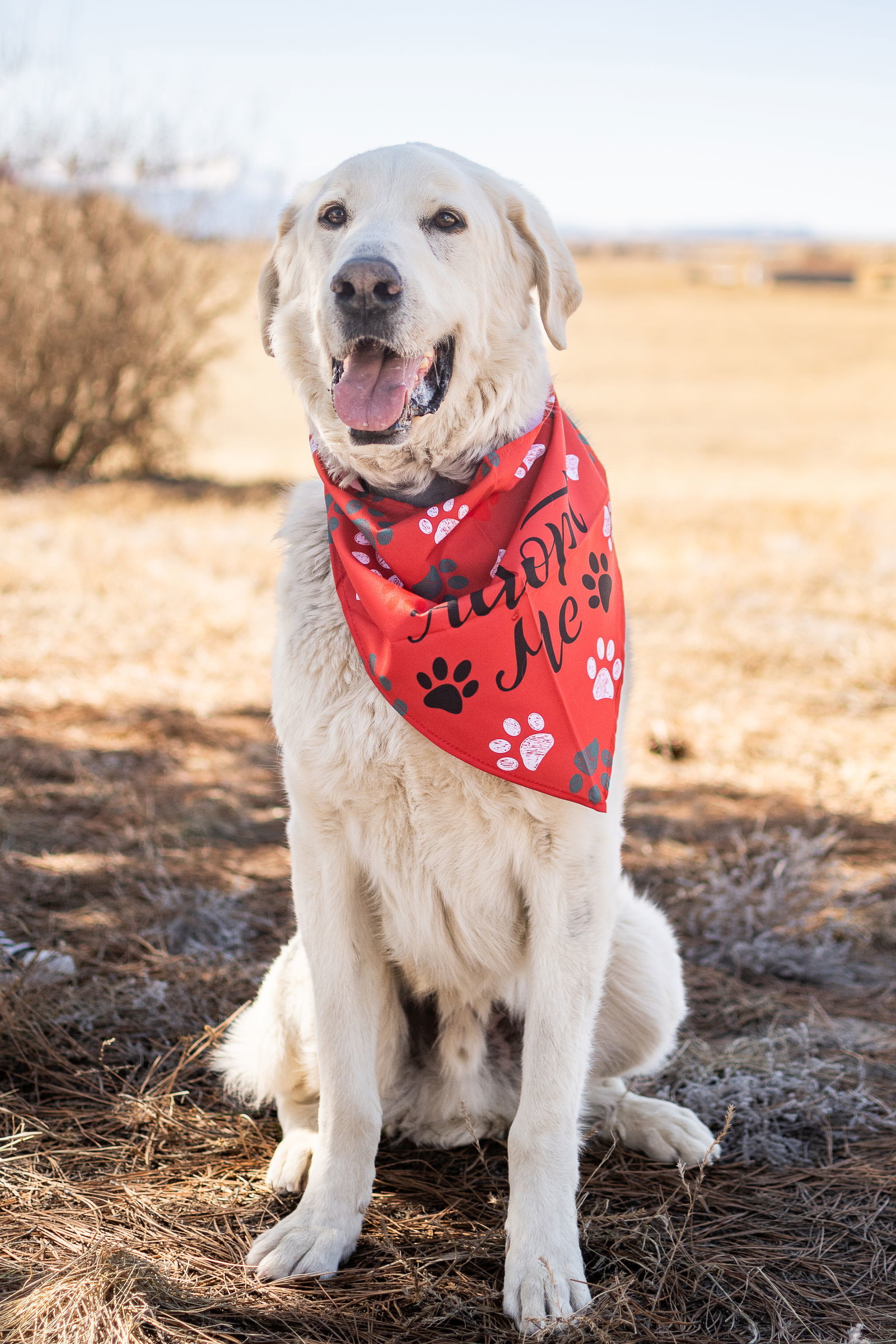 ODIE, an adoptable Akbash, Great Pyrenees in Peyton, CO, 80831 | Photo Image 2