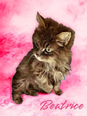 Little Bitty Beatrice, Senior Female Domestic Medium Hair