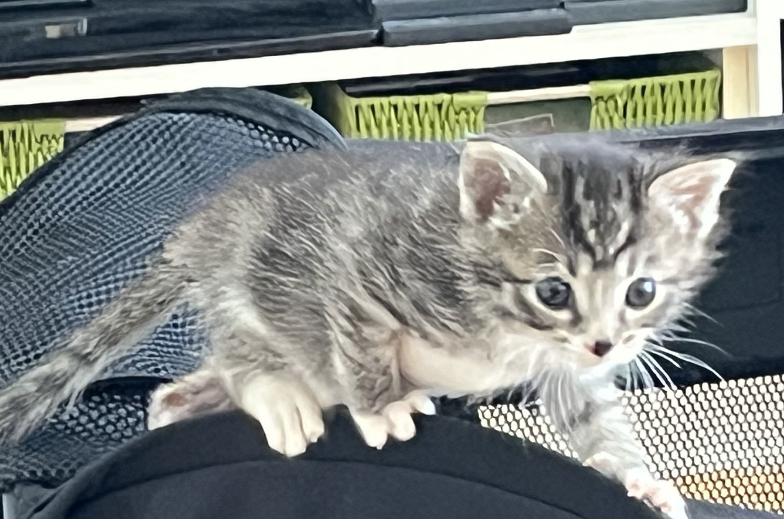 Dylan