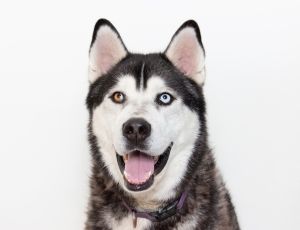 Hey Im Odin Im a big playful boy whose looking for an adventure buddy Im pretty active so Id 