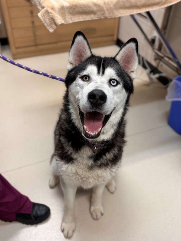 Odin