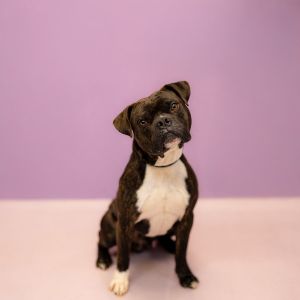 Primary Color Brown Weight 435lbs Age 2yrs 1mths 1wks Animal has been Neutered