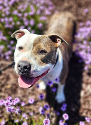 Mayla, Adult Female Pit Bull Terrier