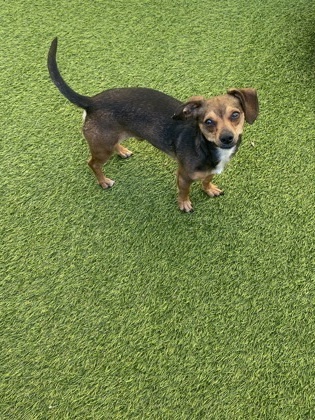 Chico