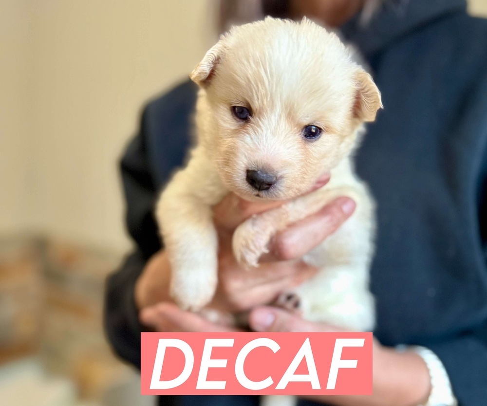 DECAF