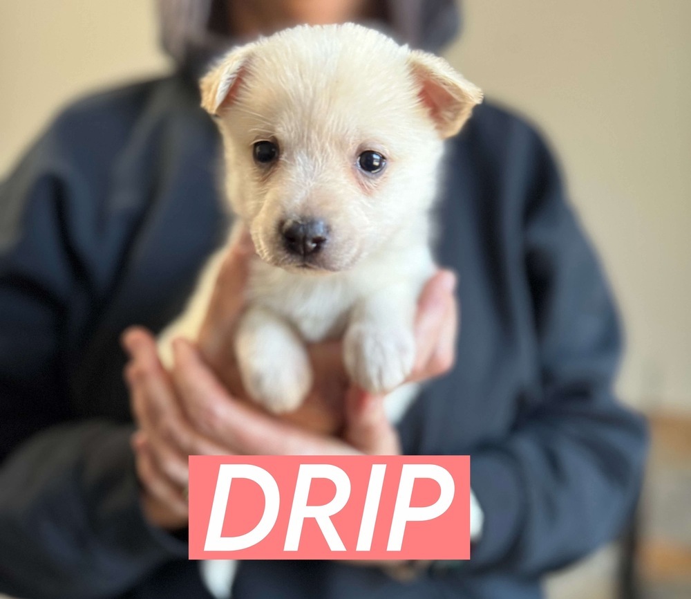 DRIP