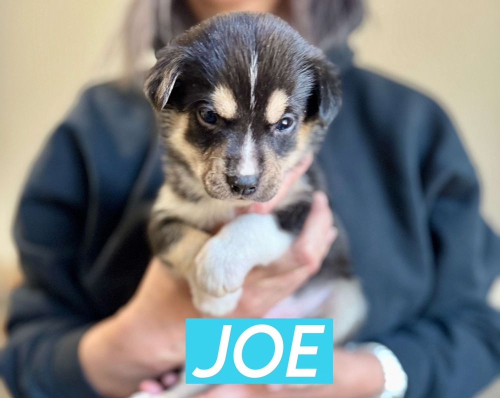 JOE