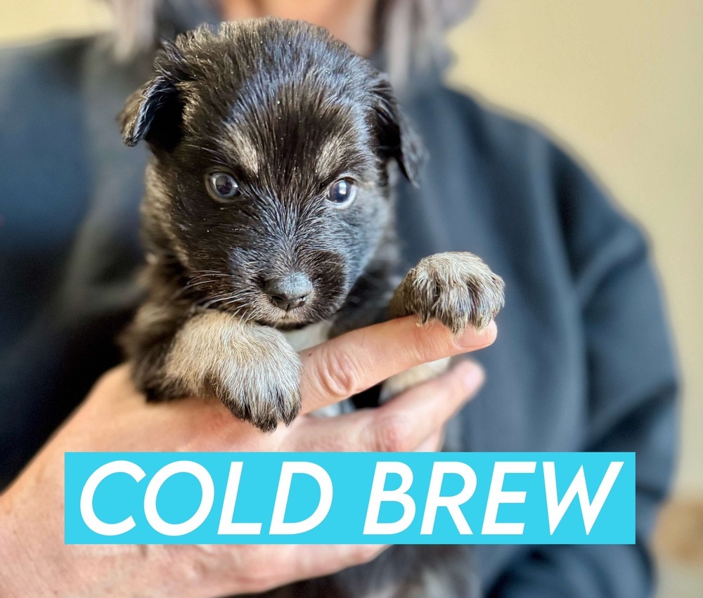 COLD BREW