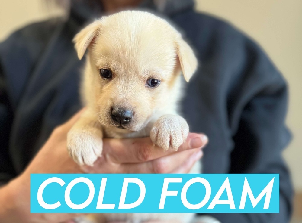 COLD FOAM