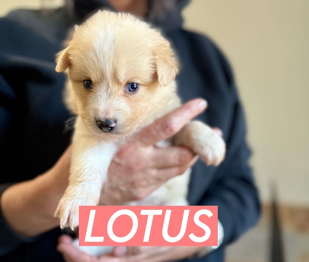 LOTUS