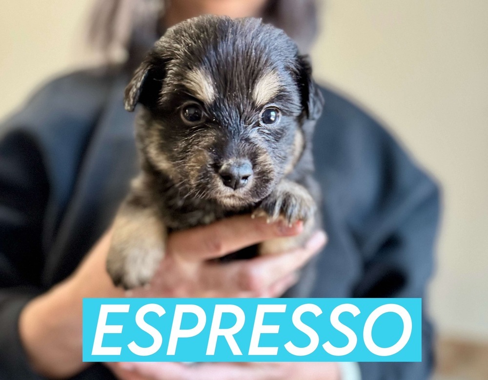 ESPRESSO