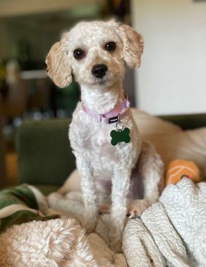 Animal Profile Tisane is estimated to be around 2 years old and weighs roughly 10lbs She was found