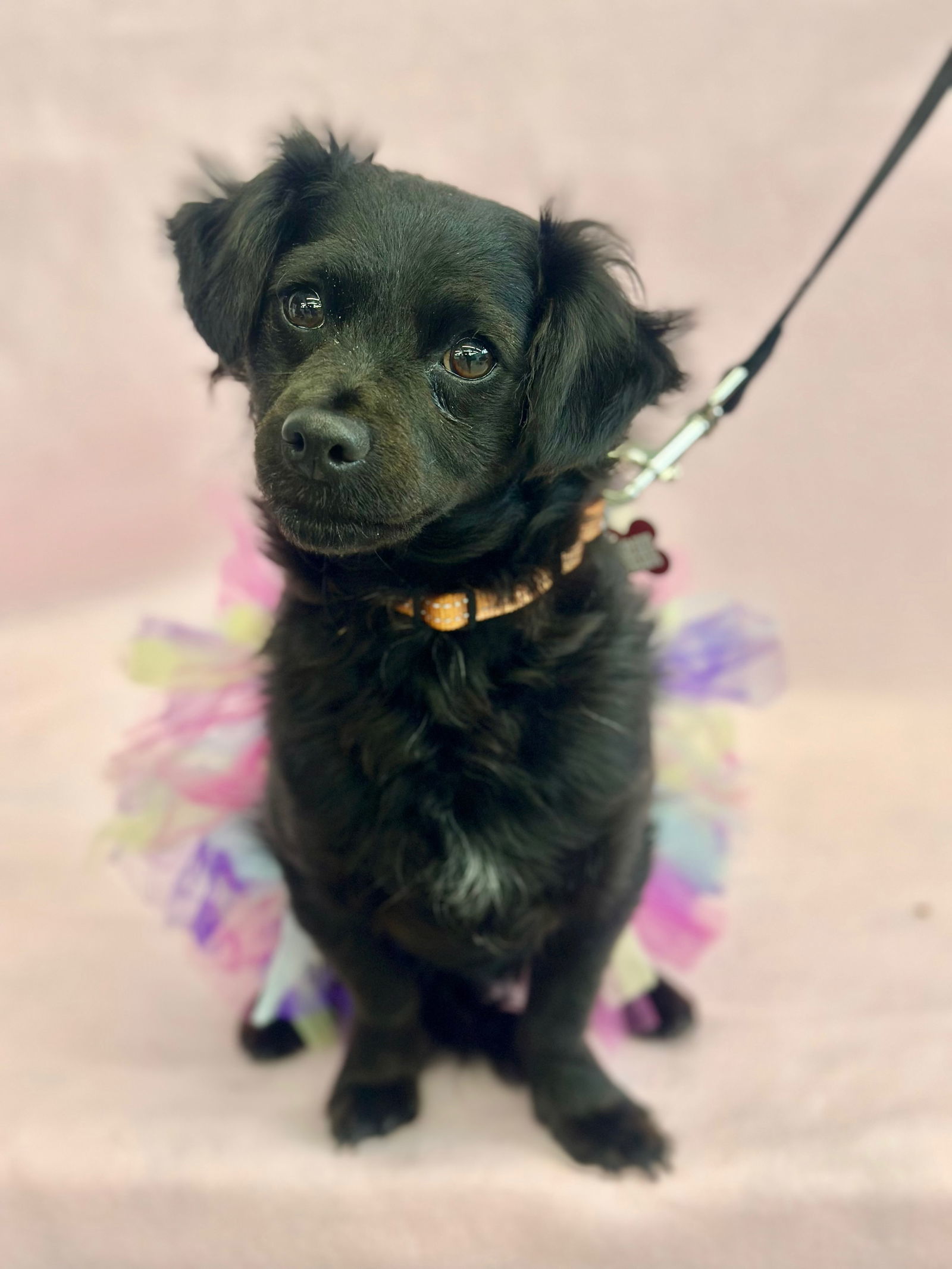 Iris, an adoptable Papillon, Spaniel in Palo Alto, CA, 94306 | Photo Image 1