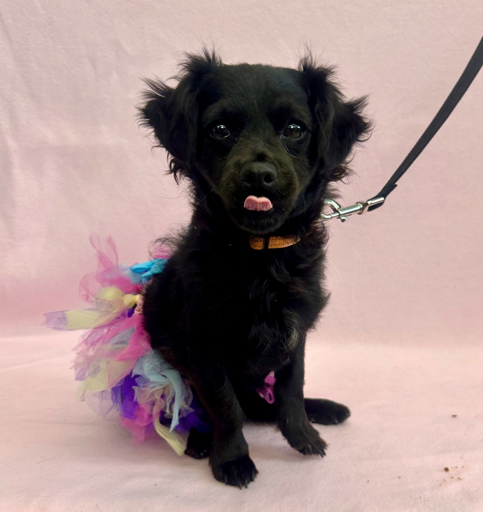 Iris, an adoptable Papillon, Spaniel in Palo Alto, CA, 94306 | Photo Image 2