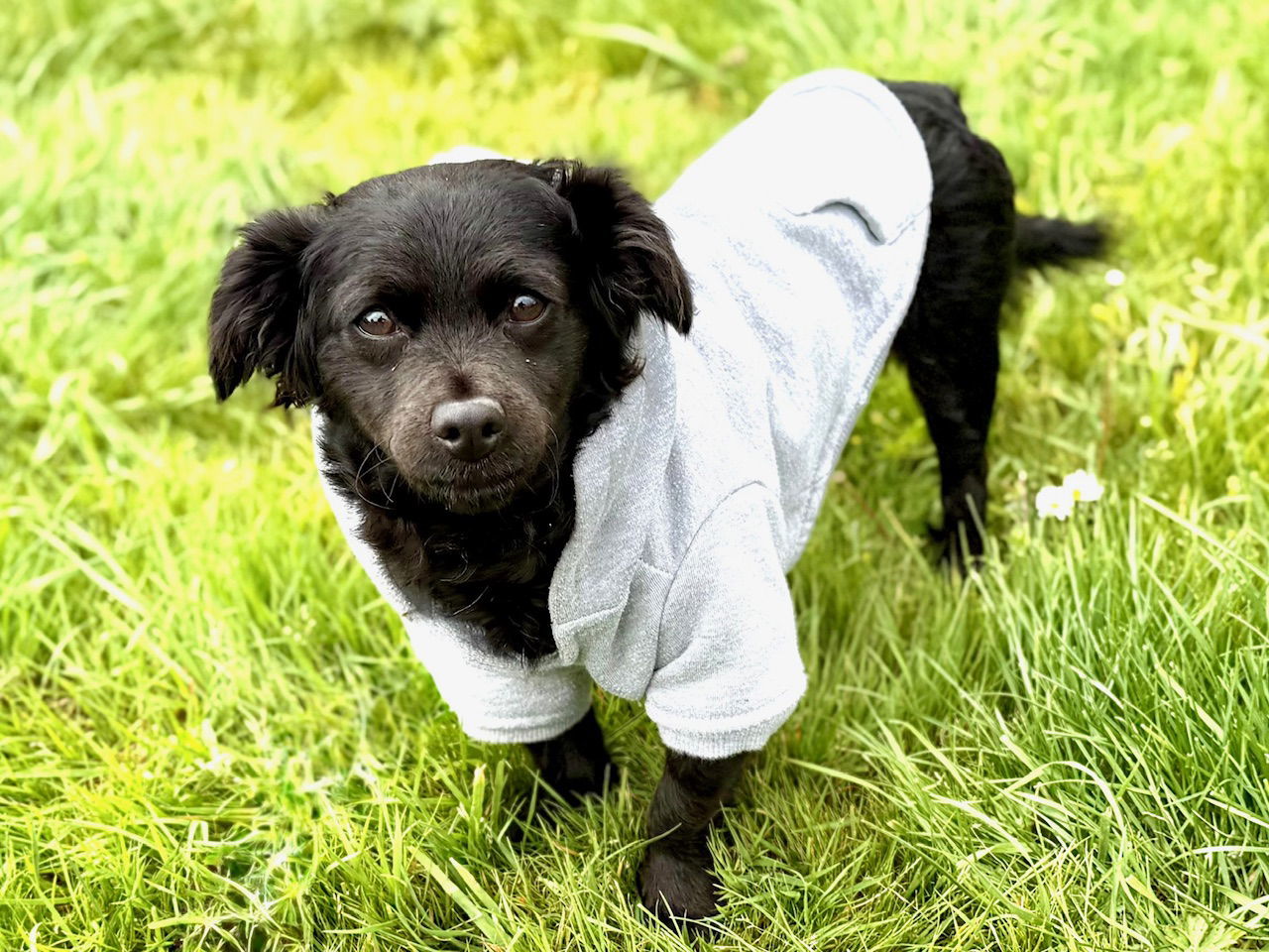 Iris, an adoptable Papillon, Spaniel in Palo Alto, CA, 94306 | Photo Image 3