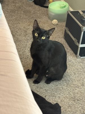 Cosmo, Young Female Domestic Short Hair